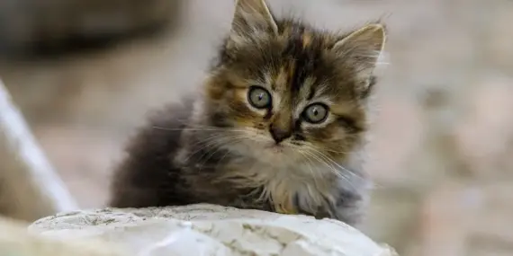 Fransk Musiker - Guide til krydsord