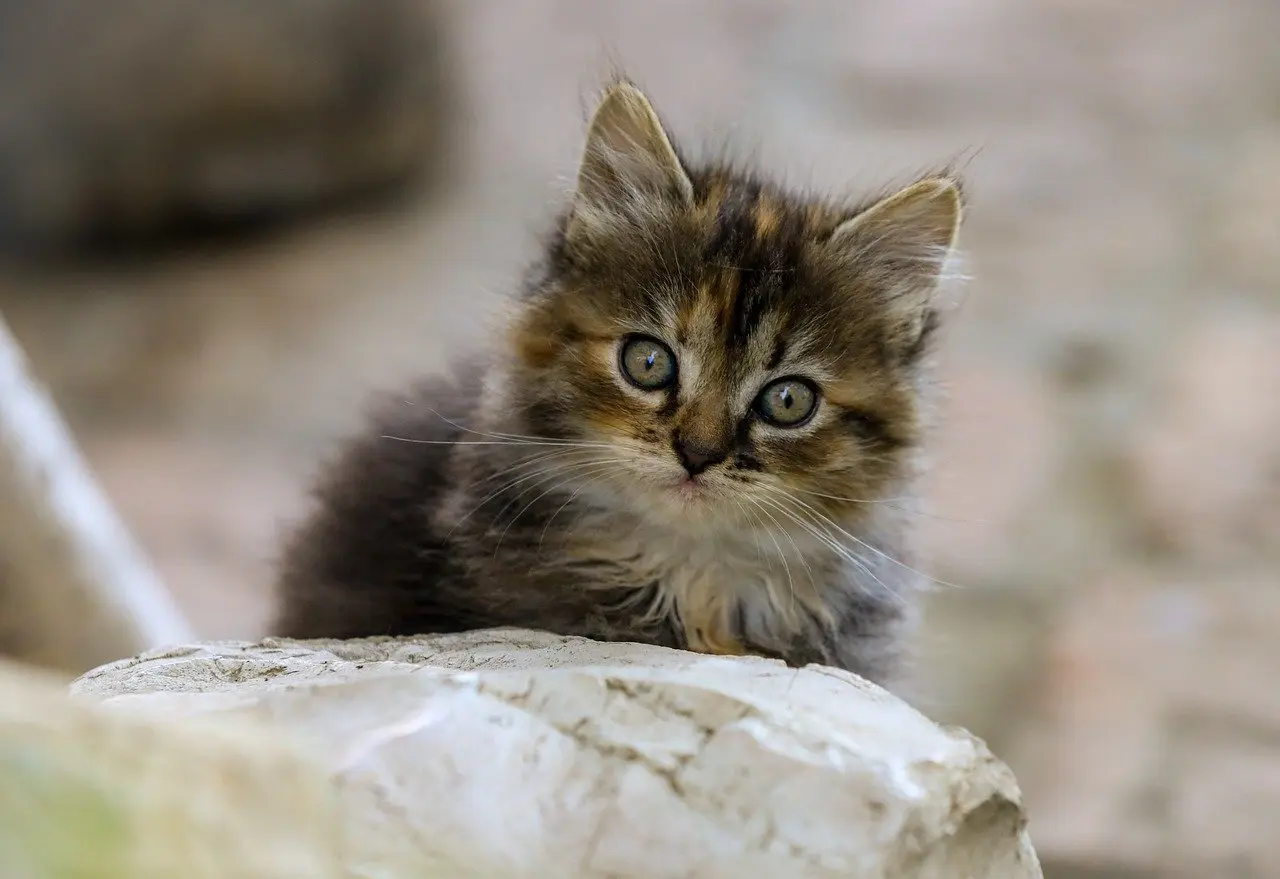 Fransk Musiker - Guide til krydsord