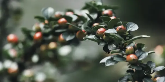 Hvad betyder den grønne trøje i Tour de France? - Sprint, point og jagten på ære