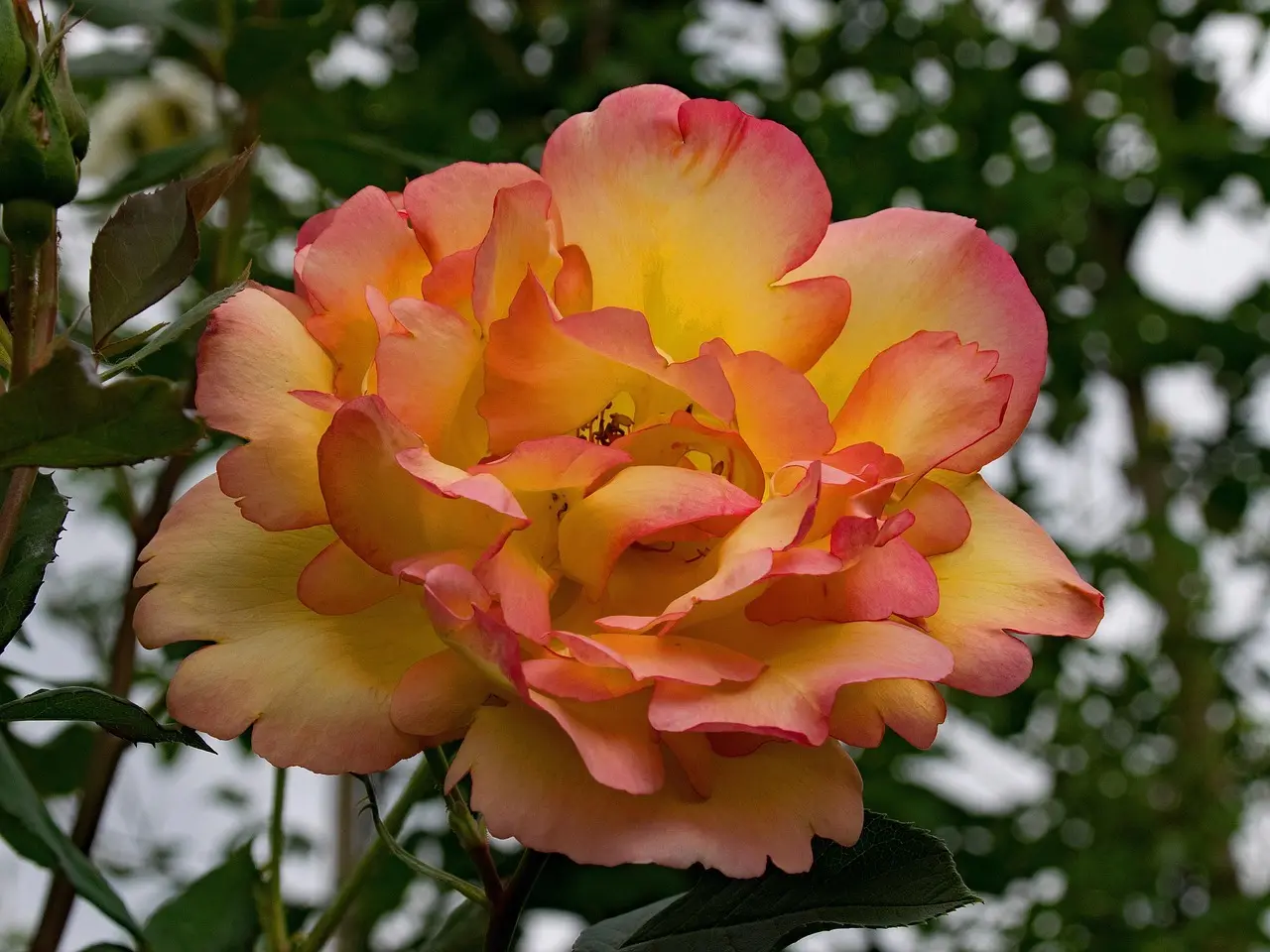 Hvem har vundet Ballon d’Or? De største vindere, overraskelser og ikoniske øjeblikke