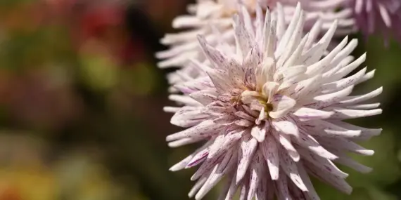 Hvem vinder Ballon d'Or 2024? Favoritterne, mørke heste og kampen om fodboldtronen