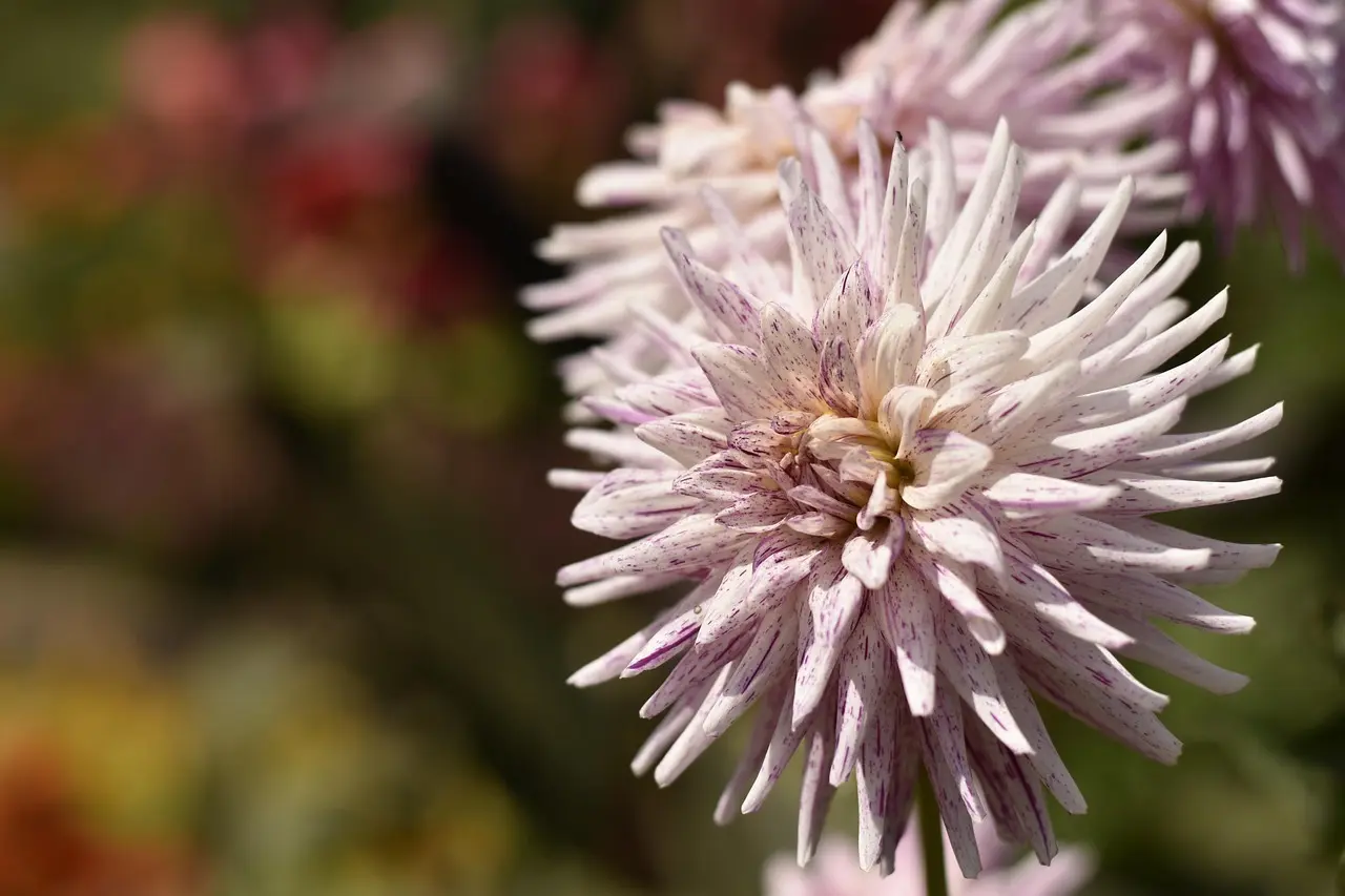 Hvem vinder Ballon d’Or 2024? Favoritterne, mørke heste og kampen om fodboldtronen