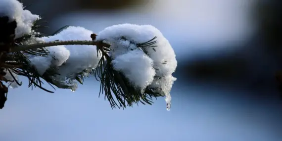 Hvor længe er en and om at tø op? Eksperternes guide til hurtig, sikker og saftig optøning
