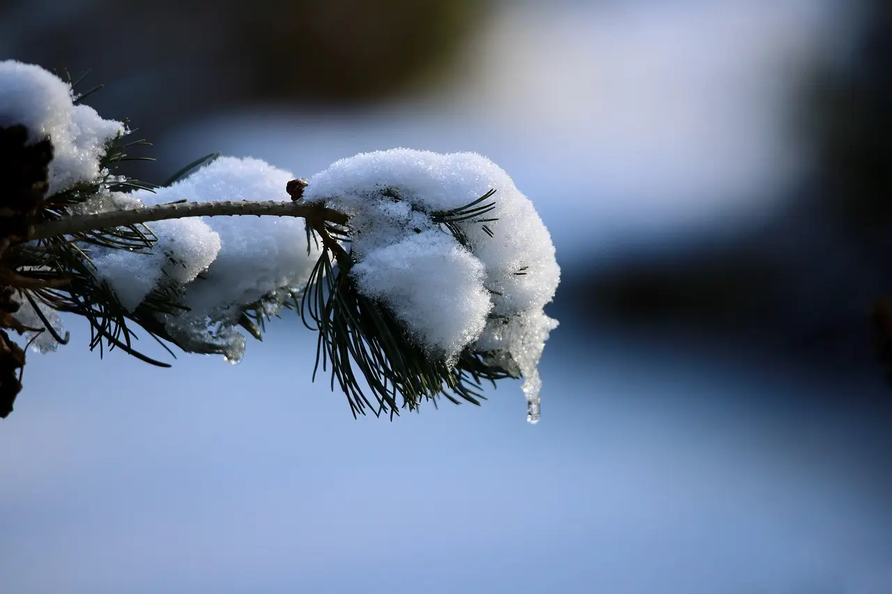 Hvor længe er en and om at tø op? Eksperternes guide til hurtig, sikker og saftig optøning