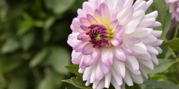 Hvor mange Ballon d'Or har Messi? Historien bag hvert gyldent øjeblik