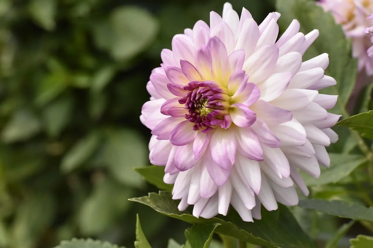 Hvor mange Ballon d’Or har Messi? Historien bag hvert gyldent øjeblik