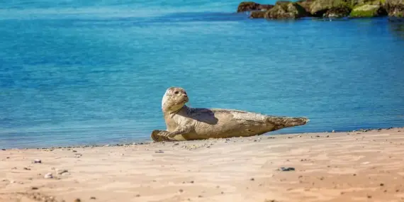 Hvor mange mennesker dør om dagen i Danmark? Fakta, forklaringer og hvad det betyder for dig