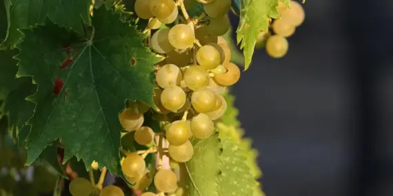 Hvor mange vindruer må man spise om dagen? Ekspertguiden: Sund portion, fordele og overraskende advarsler