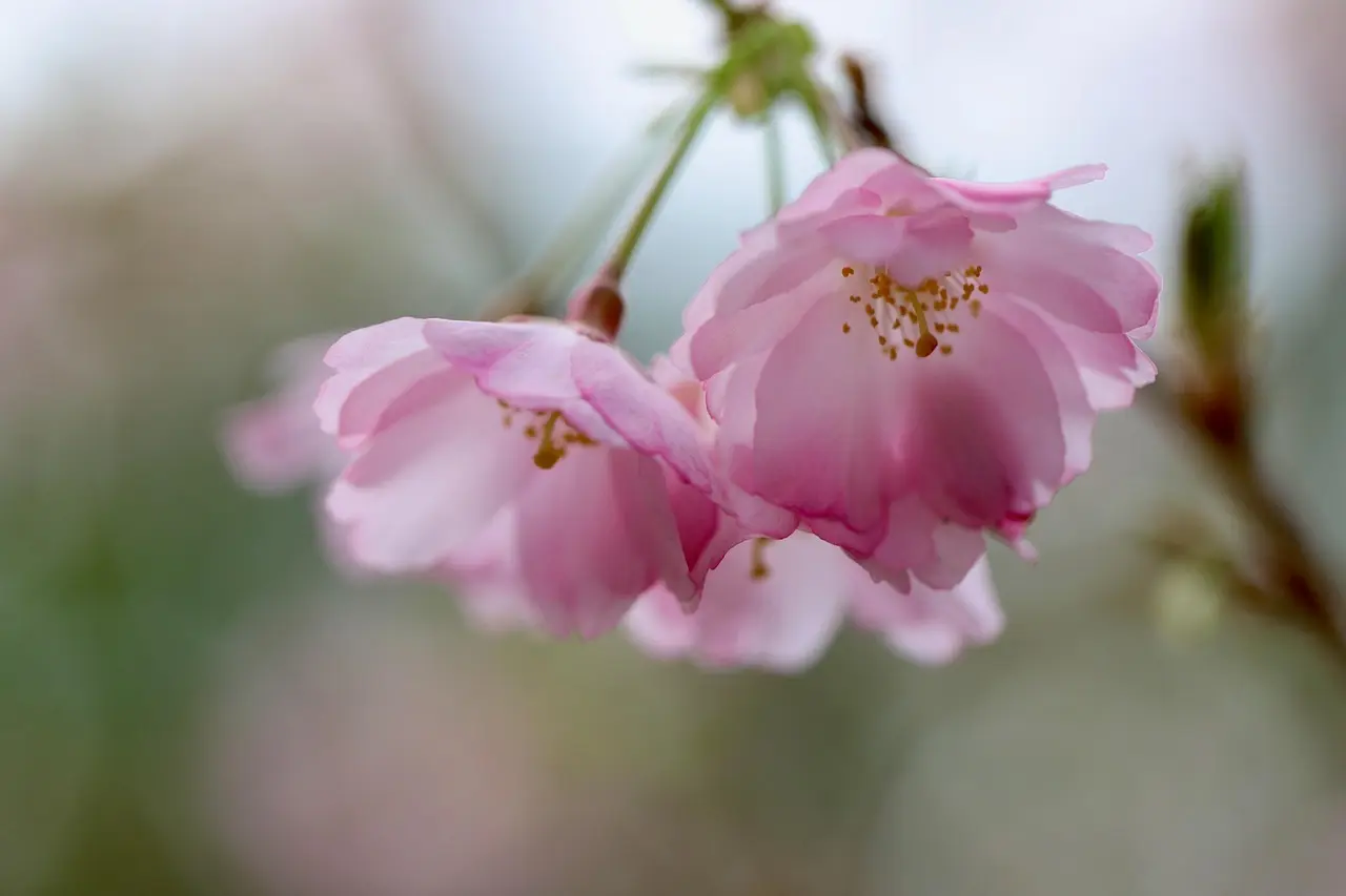 Hvordan er vejret i Paris i april måned?