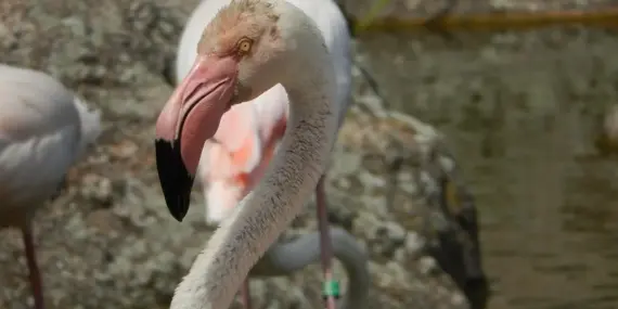 Hvordan er vejret i Paris i uge 42?