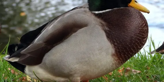 Krydsord Fransk Skov Løsning