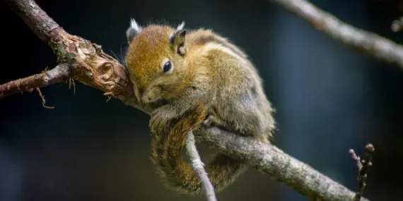 Krydsord Hjælp til Fransk Provins
