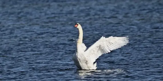 Krydsord svar for Dæmpe
