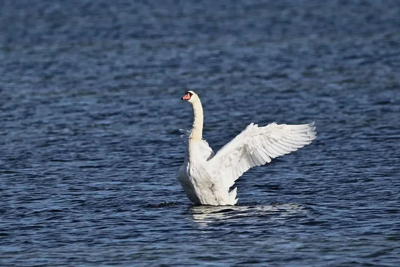 Krydsord svar for Dæmpe