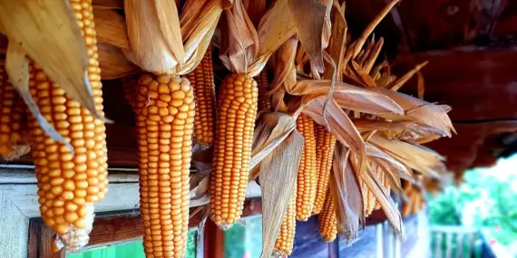 Krydsord Tips: Fransk Fugl