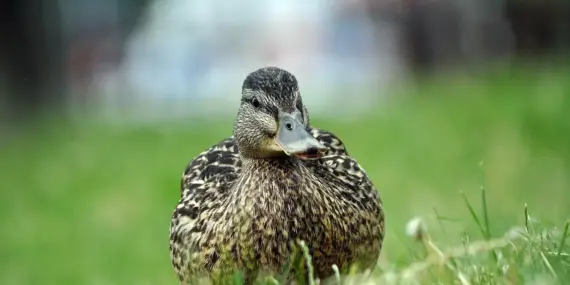 Løsningsordet for Pres i Krydsord