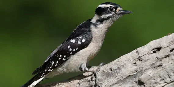 Medvirkende i Iron Man