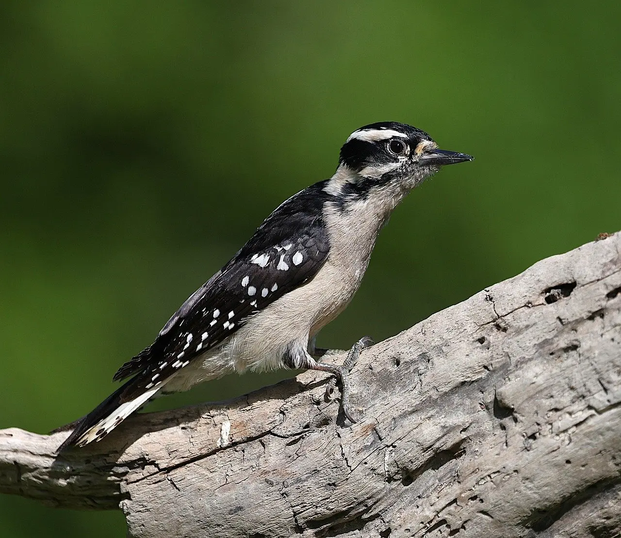 Medvirkende i Iron Man