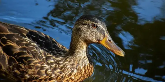 Svar til Fransk Digter i krydsord