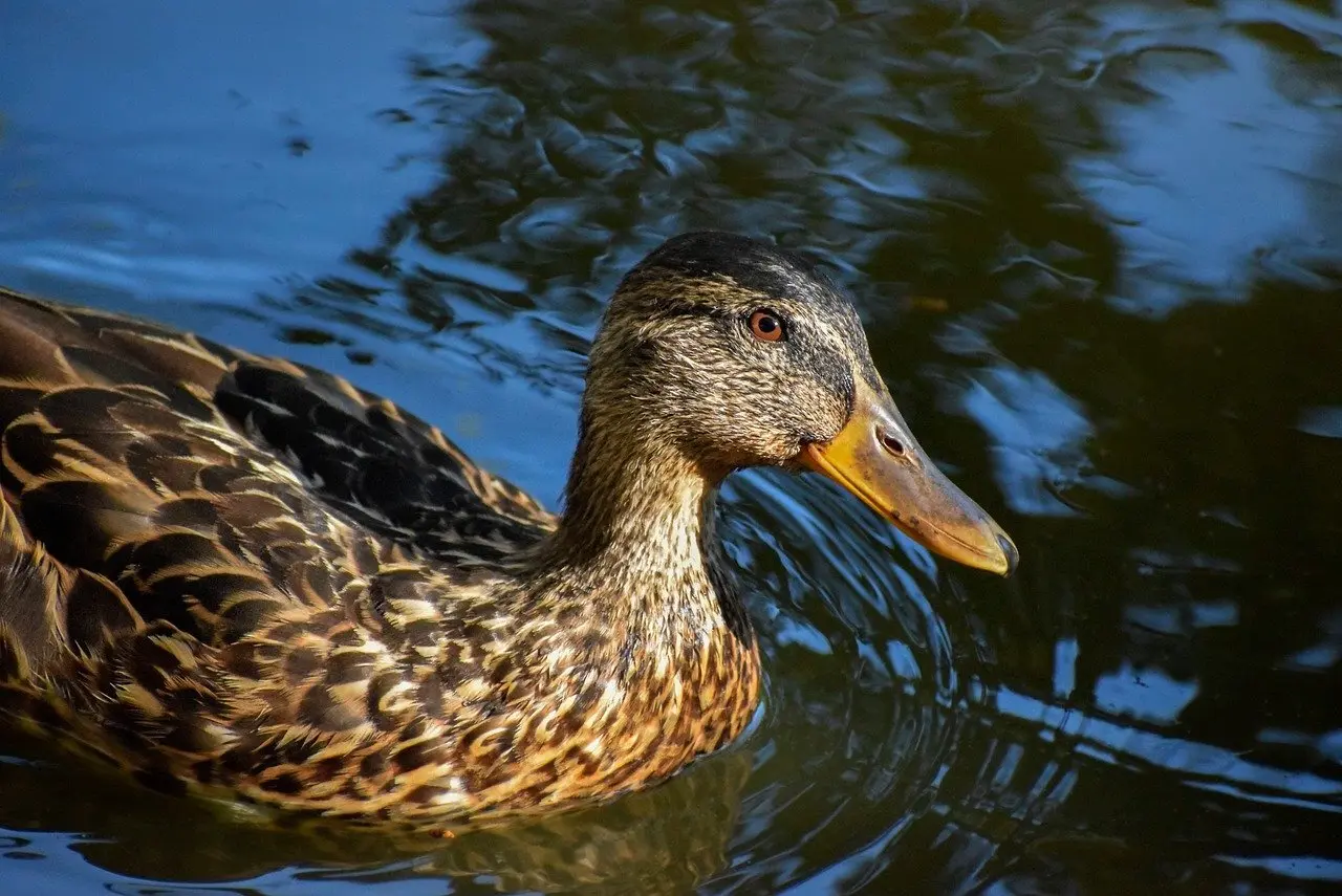 Svar til Fransk Digter i krydsord