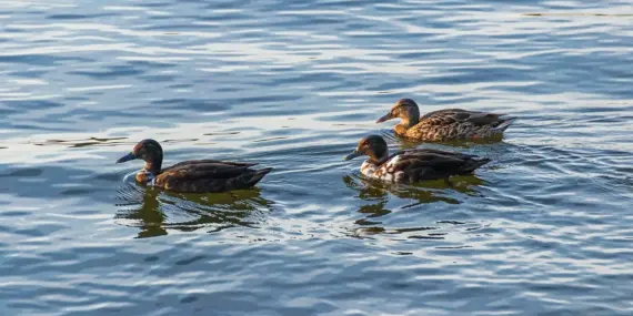 Vrede Krydsord Guide