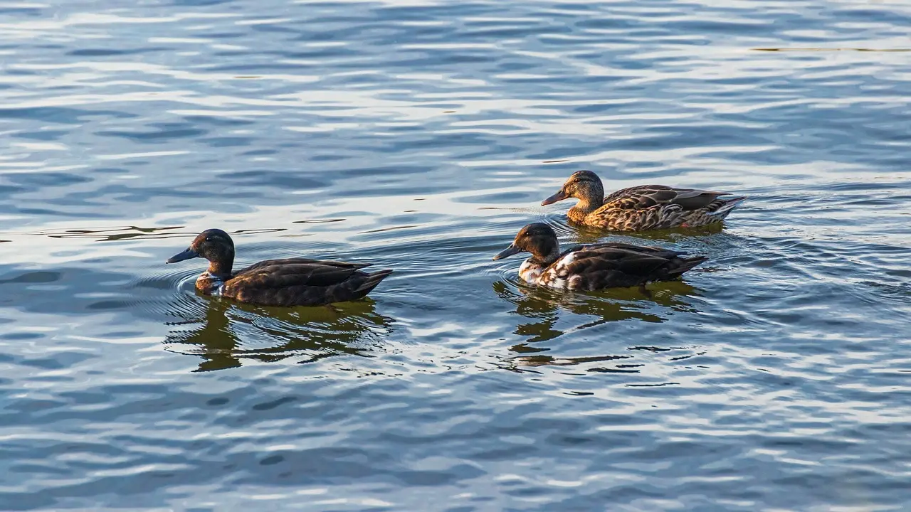 Vrede Krydsord Guide